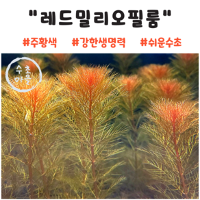 <수초마을> 주황색머리를 가진 레드 밀리오필룸 4줄기 초보수초 후경수초 구피 새우 은신처, 1개