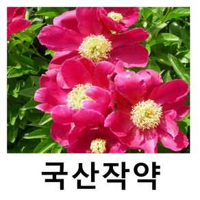 작약 일반 국산 색상랜덤 구근 5개묶음, 5개