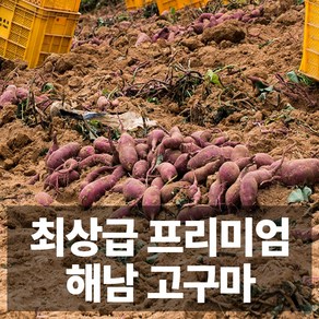 프리미엄급 해남 베니하루카 꿀고구마 호박고구마 고구마 세척, 1박스, 5kg 꿀고구마 (세척 대)