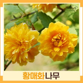 황매화나무 묘목 겹/홑 랜덤발송 키1.2m 5개