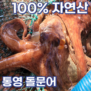 [신선도up] 예스수산 통영 자연산 활 돌문어 1kg(1-2미) + 증정(참기름+초장) 엄격선별 최상급 당일조업 산지직송 제철 국내산 일반용 제수용, 1개, 돌문어1kg~1.5 kg,[증정]참기름+초장