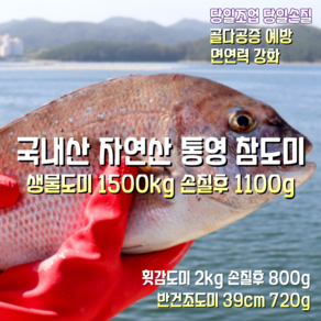 [산지직송] 국내산 자연산 통영 목포 생물참돔 1500g 손질후 1100g. 횟감참돔 2000g 손질후 800g. 반건조참돔 39cm 720g 1박스, 통영 목포 반건조참돔 39cm 720g