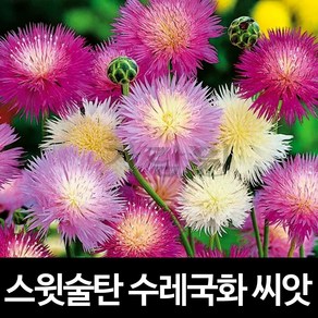 스윗술탄 수레국화 씨앗 딱분꽃 씨앗 꽃씨 종자 100알, 1개