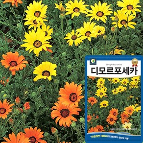 다농 디모르포세카 씨앗 150립 아프리칸 데이지 꽃씨 종자