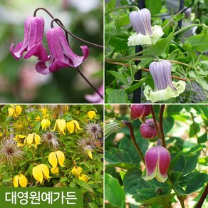 벨타입 클레마티스 10cm포트 31종 택1 개화주 덩굴식물 으아리, 1개, 17. 무스 10cm포트