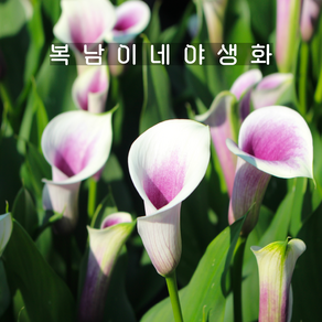 카라 에어브러쉬 [1포트 복남이네야생화 칼라꽃 calla], 1개