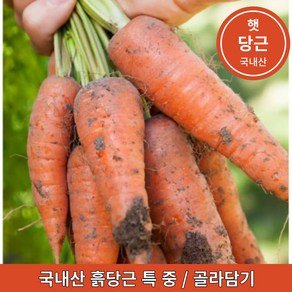 국내산 햇 흙당근 최상품 제주도 강원도 경남 1kg 3kg 5kg 10kg