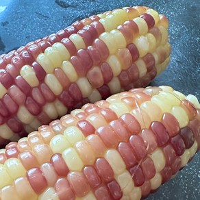 한달음농산 쫀득하고 찰진 홍찰 특대 옥수수 무첨가 삶은옥수수, 1박스, 2kg(10개)