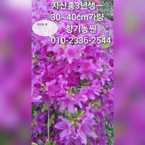 철쭉 영산홍 22주1박스