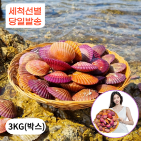 1급청정해수 통영 가리비 홍가리비 산지직송