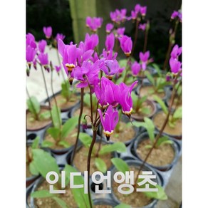 [비젼플라워] (야생화놀이터)----노지월동-베란다월동-앵초-인디언앵초, 1개, 00