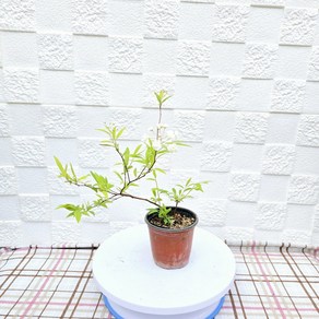 소주조팝(겹꽃이 귀여운아이 수형은 렌덤으로 발송됩니다), 1개