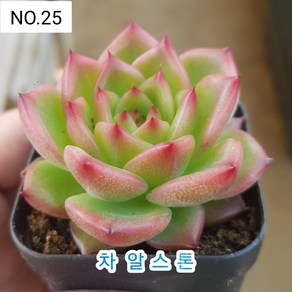 다육식물- 희귀 다육 100가지 모아보기, [NO. 25] 5.5cm 포트, 1개