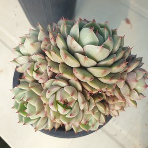 [수암다육] 벤바디스 랜덤발송 Echeveria 'Ben Badis' 다육 다육이 다육식물 밴바디스