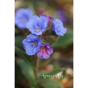 버버리힐(묵은둥이), 1개