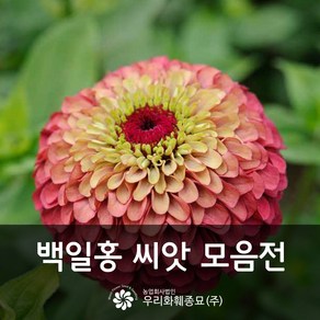 우리화훼종묘 백일홍 씨앗- 퀸 레드 라임 0.20g