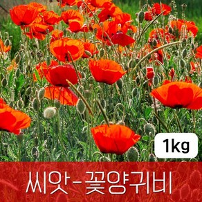 [조이가든] 야생화씨앗_꽃양귀비 - 1kg, 1개