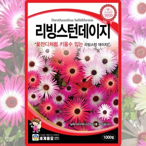 세계종묘 리빙스턴데이지 씨앗 1000립 아이스플란트 데이지 꽃씨 종자