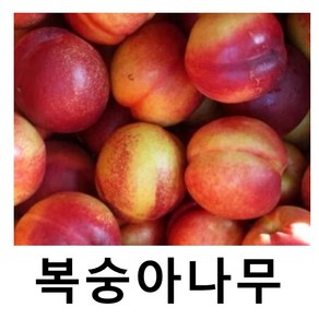 복숭아나무 묘목 천도 레드골드 접목1년 3주묶음, 1개