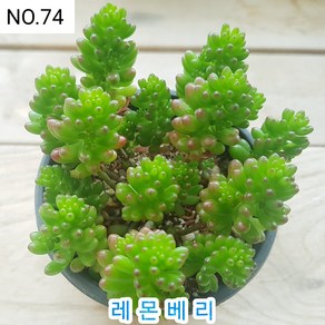 다육식물- 희귀 다육 100가지 모아보기, [NO. 74] 9cm 포트, 1개