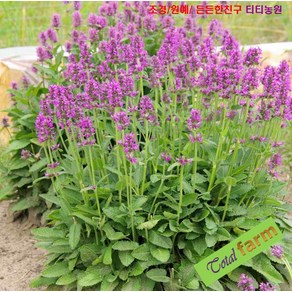 베토니 허브 씨앗 15립 (Stachys Officinalis), 1개