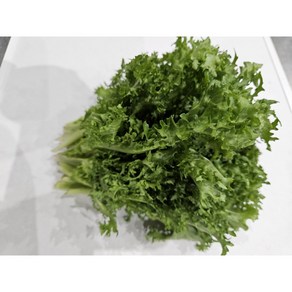 청치커리 1kg, 1박스
