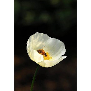 [평창][5포트]두메양귀비(아이보리), 5개