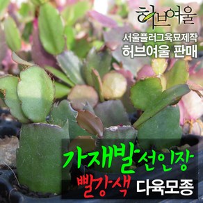 [허브여울모종] 가재발 선인장 (크리스마스선인장) 빨강 다육모종 (서울육묘생산 정품모종), 7개