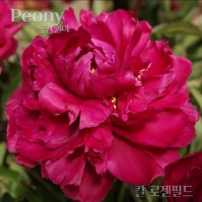 작약(Peony) 숙근 입고 칼 로젠필드(2~3촉) 금강원예, 1개