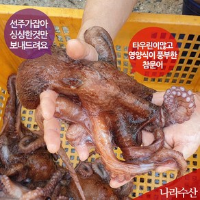 나라수산 동해안 포항 생물 참문어 피문어