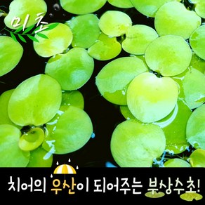 [미초] 아마존 프로그비트 5뿌리 / 부상수초 / 초보 수초 / 구피 수초 / 치어 수초, 1개