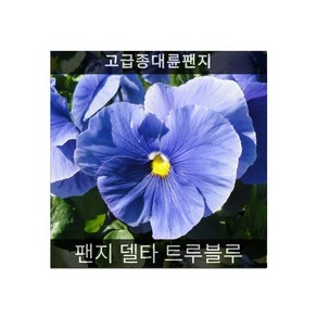 씨앗] 제라늄 핀토 바이올렛 5립