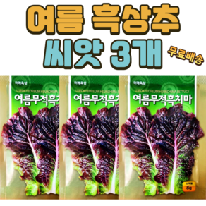 여름상추씨앗 3개 흑치마 흑 상추 씨앗 씨 종자