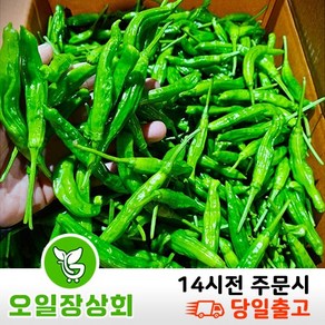 행사< 오일장상회 > 국내산 꽈리고추 500g 1kg 2kg