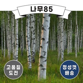 (나무85) 자작나무 플러그 키 60cm내외, 10개
