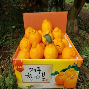 [황금농원] 고당도 서귀포 하우스한라봉 3kg 5kg, 벌크10kg중대과(30-36과)