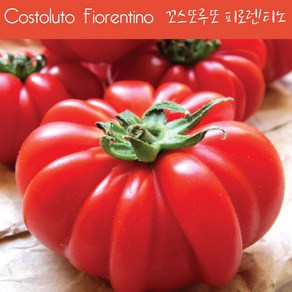 꼬스또루또 피로렌티노 Costoluto Fioentino 달콤한 희귀토마토 교육용 체험용세트