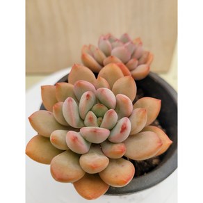[청담다육] 토레스 2두 묵은둥이 다육 (랜덤배송), 1, 1개