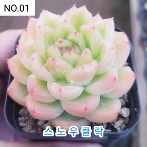 다육식물- 희귀 다육 100가지 모아보기, [NO. 01] 5.5cm 포트, 1개