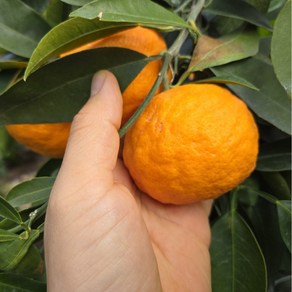 [제철한정] 가정용 프리미엄 카라향 / 당도는 그대로, 1개, 2kg