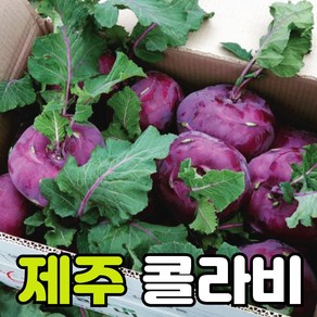 렛츠팜 25년 제주콜라비 햇콜라비 직접재배 당일수확 콜라비깍두기 장아찌 무침 5kg 10kg 15kg, 1박스