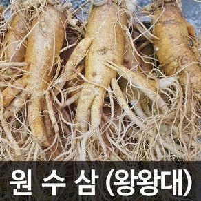 청명네이처 금산인삼 수삼(원수삼) 왕왕대 (1kg) (3~4뿌리)