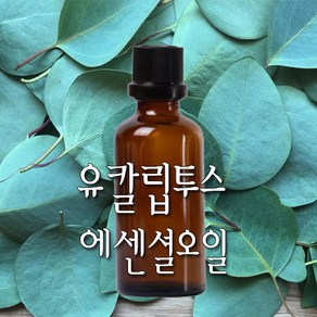 허니솝 유킬립투스 아로마 에센셜오일, 유칼립투스 에센셜오일  10ml, 1개