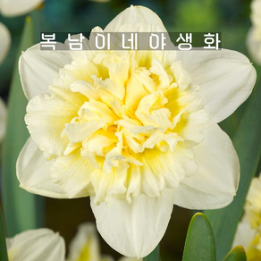 수선화 아이스킹 [3포트 포트당1구식재 복남이네야생화 구근식물 nacissus], 3개