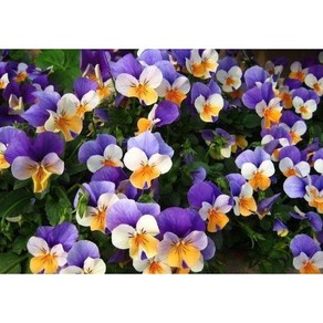 팬지 씨앗 Viola tricolor L. 20개