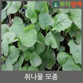 참취모종 취나물모종 50주 j22