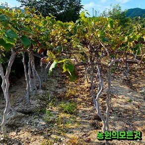 포도나무 묘목 4년생 결실주 자옥 캠벨 야생머루 거봉 샤인머스켓 가지포도(블랙사파이어), 포트묘, 1개, 루비로망접목 2년생