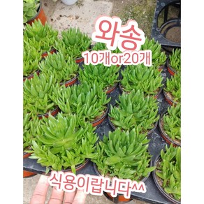 와송 10개 20개/식용와송 항암과 해독작용에 좋아요