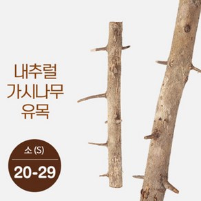 내추럴 가시나무 가지유목 (소) 20-29, 1개