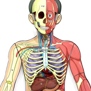 인체의 신비 인체 전신입체모형 골격기관 근육기관 신경기관, 단품